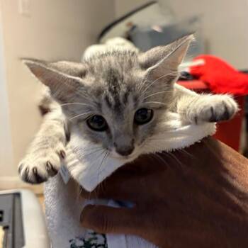 Chives -  Domestic Short Hair and Siamese Cat for Adoption in Waldorf, Maryland - Chives | PetCurious