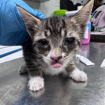 Domestic Short Hair Cats Available for Adoption in Summerville, South Carolina - Bodoque | PetCurious