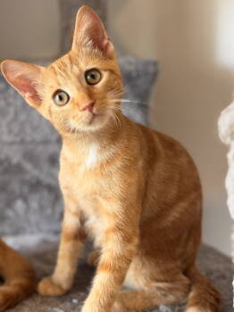 Rescue Domestic Short Hair and Tabby Cats for Adoption in Pompano Beach, Florida - Mars | PetCurious