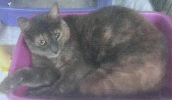 Mochachina Freeport -  Domestic Short Hair Cat for Adoption in Westbury, New York - Mochachina Freeport | PetCurious