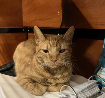 GOOSE -  Tabby Cat for Adoption in Waldorf, Maryland - GOOSE | PetCurious
