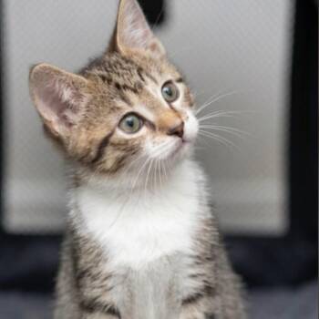 Lime 2 -  Domestic Short Hair Cat for Adoption - Lime 2 | PetCurious