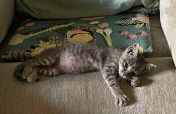 Lil