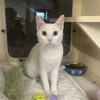 Domestic Short Hair Cats Available for Adoption in Oak Brook, Illinois - Cherry | PetCurious