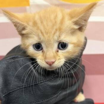 Harrison -  Domestic Short Hair Cat for Adoption in Midland, Texas - Harrison | PetCurious