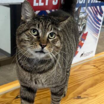 Tater -  Domestic Short Hair Cat for Adoption in Buffalo, New York - Tater | PetCurious