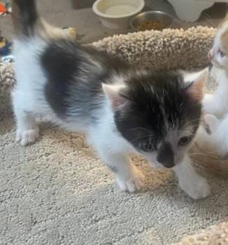 Oreo -  Domestic Short Hair Cat for Adoption in Bossier City, Louisiana - Oreo | PetCurious