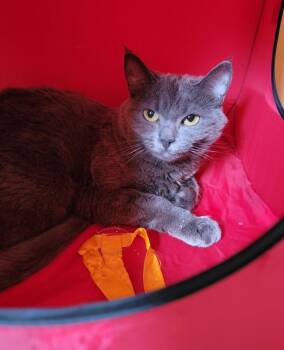 Rescue Domestic Short Hair Cats for Adoption in Seattle, Washington - Alex | PetCurious