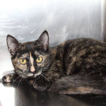 Raspberry -  Domestic Short Hair Cat for Adoption in Auburn, Alabama - Raspberry | PetCurious