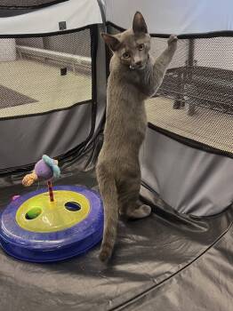 Silvio -  Domestic Short Hair Cat for Adoption in Hazlet, New Jersey - Silvio | PetCurious