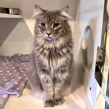 Domestic Long Hair Cats Available for Adoption in Lodi, California - Greyson | PetCurious