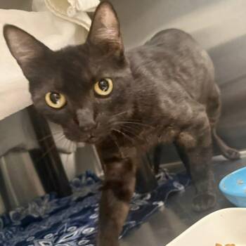 Wisp -  Domestic Short Hair Cat for Adoption in Las Vegas, Nevada - Wisp | PetCurious