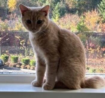 Rescue Domestic Short Hair Cats for Adoption in Seattle, Washington - Pi | PetCurious