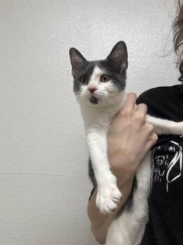CRAZY BONES -  Domestic Short Hair Cat for Adoption in Killeen, Texas - CRAZY BONES | PetCurious