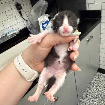 Louisa -  Domestic Short Hair Cat for Adoption - Louisa | PetCurious