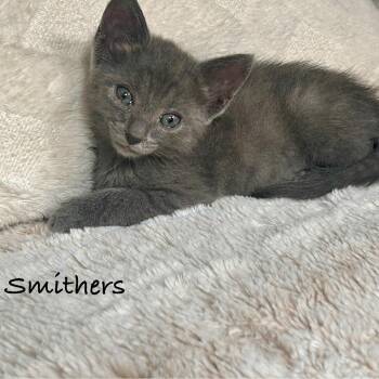 Rescue Russian Blue and Domestic Short Hair Cats for Adoption in Columbus, Ohio - SMITHERS | PetCurious