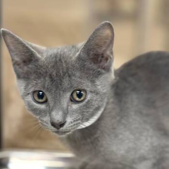 Lovey -  Domestic Short Hair Cat for Adoption in Birmingham, Alabama - Lovey | PetCurious