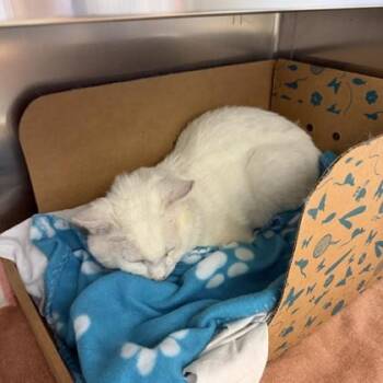 Domestic Short Hair Cats Available for Adoption in Richmond, Virginia - Lucky | PetCurious