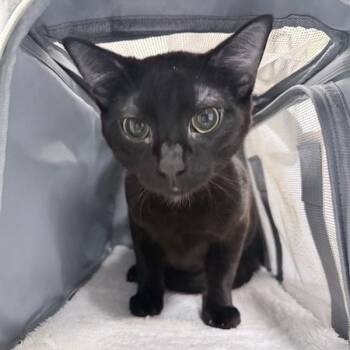 Domestic Short Hair Cats Available for Adoption in New York, New York - Cody | PetCurious