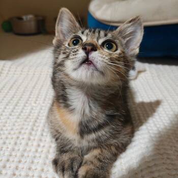 Saela -  Domestic Short Hair Cat for Adoption in Sarasota, Florida - Saela | PetCurious