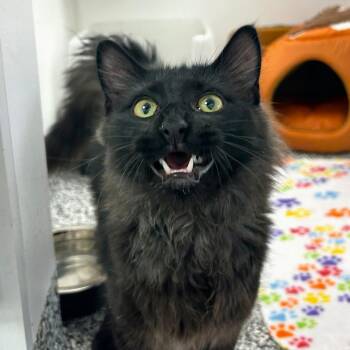 Domestic Medium Hair Cats Available for Adoption in St. Louis, Missouri - Ash | PetCurious