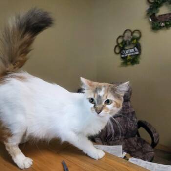 Clover -  Domestic Medium Hair Cat for Adoption in Lancaster, Kentucky - Clover | PetCurious