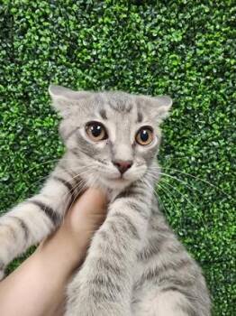 Rey $50 @ Petco -  Domestic Short Hair Cat for Adoption in Seneca, South Carolina - Rey $50 @ Petco | PetCurious