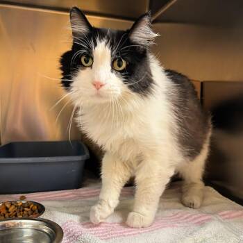 Severus -  Domestic Medium Hair Cat for Adoption in Lindon, Utah - Severus | PetCurious