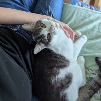 Orion -  Domestic Short Hair Cat for Adoption in West Richland, Washington - Orion | PetCurious