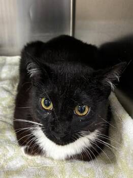 MARVIN -  Domestic Short Hair Cat for Adoption - MARVIN | PetCurious