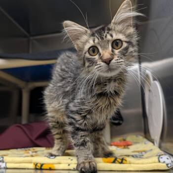 Samsung -  Domestic Long Hair Cat for Adoption in Detroit Lakes, Minnesota - Samsung | PetCurious