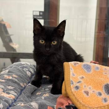 Chihiro -  Domestic Short Hair Cat for Adoption in West Palm Beach, Florida - Chihiro | PetCurious
