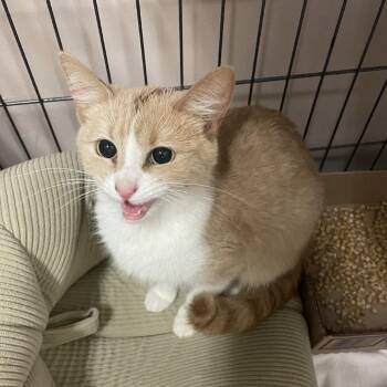 Domestic Short Hair Cats Available for Adoption in Branson, Missouri - Yak | PetCurious