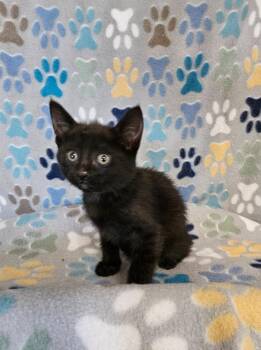 Domestic Short Hair Cats Available for Adoption in Wabash, Indiana - Jessie | PetCurious