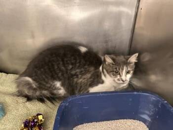 Cindy Lou -  Domestic Medium Hair and Domestic Short Hair Cat for Adoption in Fishers, Indiana - Cindy Lou | PetCurious