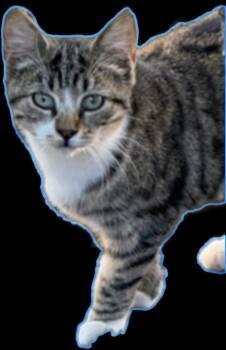 Rescue Domestic Short Hair Cats for Adoption in East Brunswick, New Jersey - Percy | PetCurious