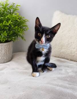 CLAUDE -  Domestic Short Hair Cat for Adoption in Houston, Texas - CLAUDE | PetCurious