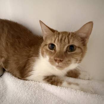 Domestic Short Hair Cats Available for Adoption - Uno | PetCurious