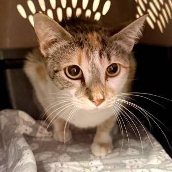 Domestic Short Hair Cats Available for Adoption in Austin, Texas - Keepsake | PetCurious