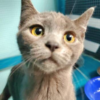 Domestic Short Hair Cats Available for Adoption in Pittsburgh, Pennsylvania - Wisp | PetCurious