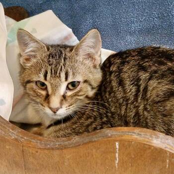 Rescue Domestic Short Hair and Tabby Cats for Adoption in Knoxville, Tennessee - Keno | PetCurious
