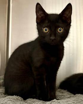 Jasper -  Domestic Short Hair Cat for Adoption in Novato, California - Jasper | PetCurious