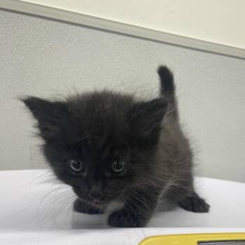 Logan -  Domestic Medium Hair Cat for Adoption in Tampa, Florida - Logan | PetCurious