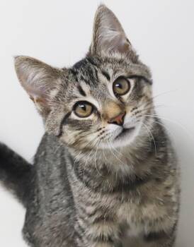 Colin - He is so cute and cuddly - little lover - OLD ENOUGH TO  -  Tabby and Bengal Cat for Adoption in Bedford Hills, New York - Colin - He Is So Cute And Cuddly - Little Lover - OLD ENOUGH TO  | PetCurious