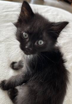 Jett -  Maine Coon and Domestic Medium Hair Cat for Adoption in Hood River, Oregon - Jett | PetCurious