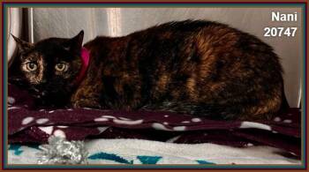 NANI -  Domestic Short Hair and Tortoiseshell Cat for Adoption in Marietta, Georgia - NANI | PetCurious
