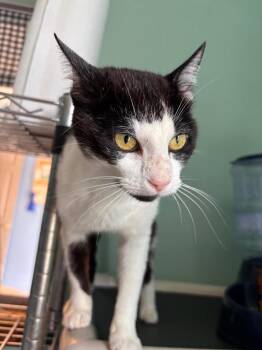 Socks -  Domestic Short Hair Cat for Adoption in Morgantown, Kentucky - Socks | PetCurious