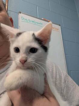 Domestic Short Hair Cats Available for Adoption in Evansville, Indiana - Oatmeal | PetCurious