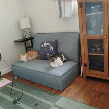 Domestic Short Hair Cats Available for Adoption in Seven Valleys, Pennsylvania - Thomas | PetCurious