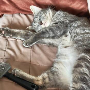 Tiffany -  Domestic Short Hair Cat for Adoption in New York, New York - Tiffany | PetCurious